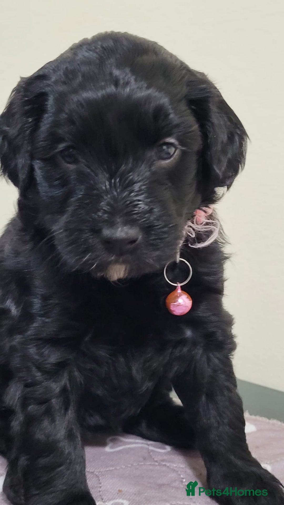 Sproodle dogs for sale: toy sproodle puppies (double doodle)  - Advert 2