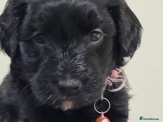 Sproodle dogs toy sproodle puppies (double doodle) - Advert 1