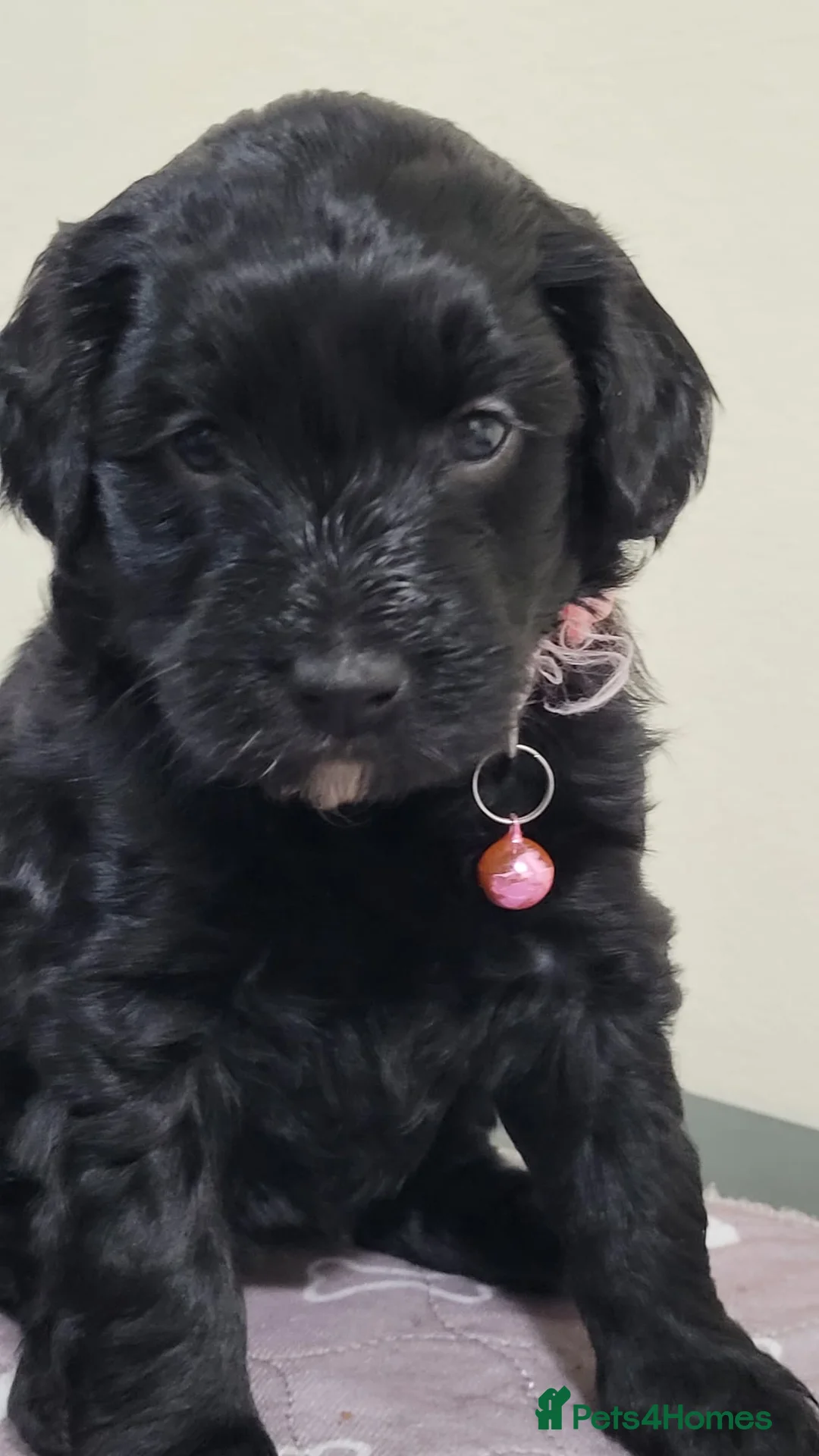 Sproodle dogs for sale: toy sproodle puppies (double doodle)  - Advert 2