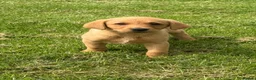 Labrador Retriever dogs for sale: 🧡Fabulous KC Fox Red Puppies.🧡 - Advert 16