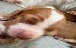 Cocker Spaniel dogs for sale: Cocker Spaniel Puppies  - Image 7