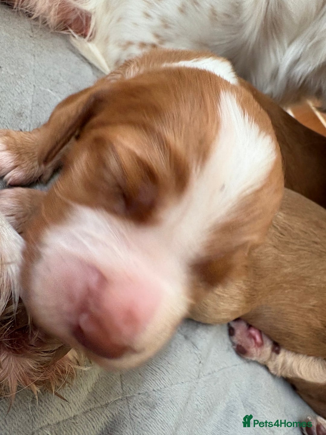 Cocker Spaniel dogs for sale: Cocker Spaniel Puppies  - Image 7