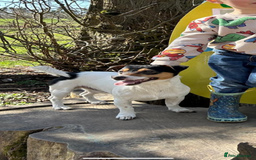 Jack Russell dogs for stud: Jack Russell for stud in Ellon - Image 4