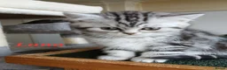 British Shorthair cats for sale: Bsh .Silver Classic Tabby. GCCF. - Advert 11