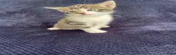 Mixed Breed cats for sale: Gorgeous grey, white and tabby kittens for sale - Advert 10