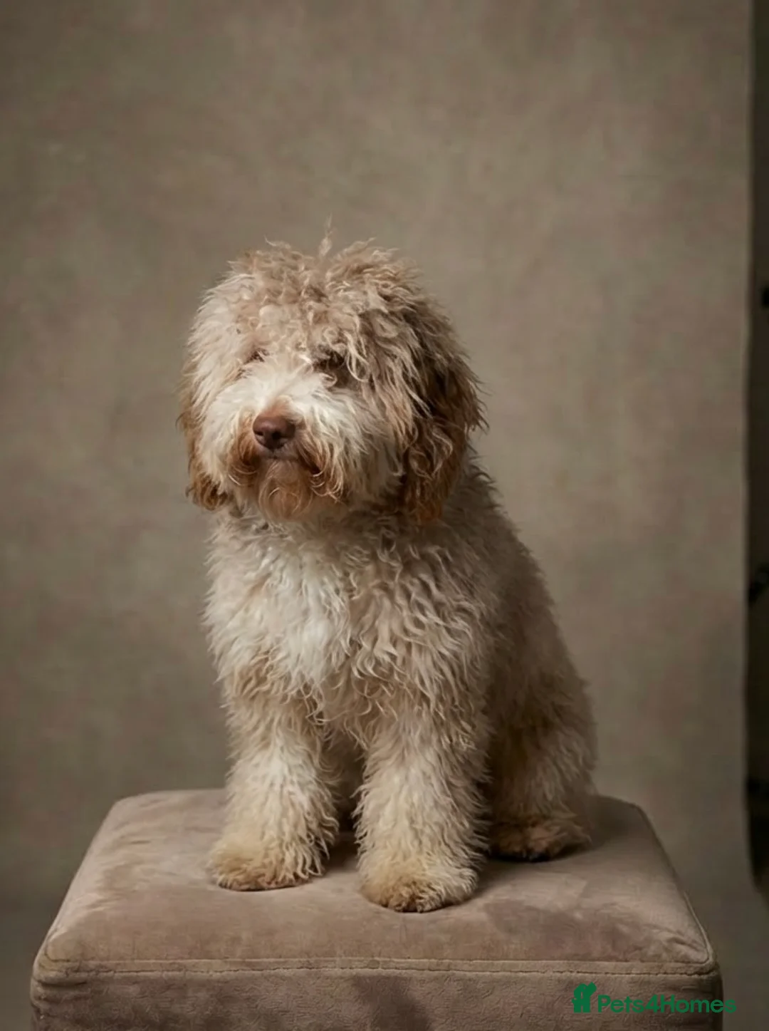 Cockapoo dogs for sale: Miniature cockapoo for sale  in Colchester - Advert 2