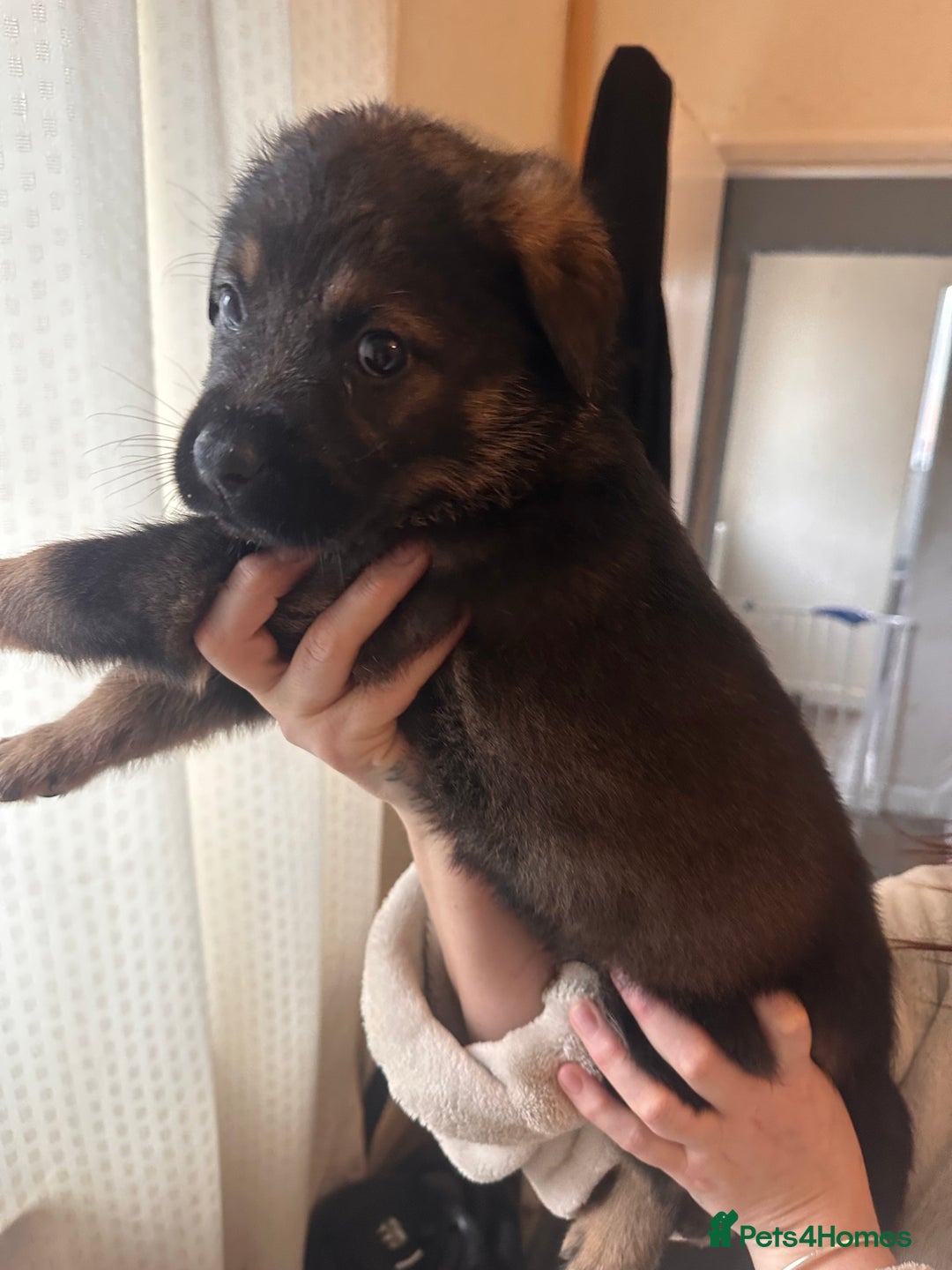 Mixed Breed dogs for sale: Shepweiller Puppies (8/10/25) REDUCED! - Advert 18
