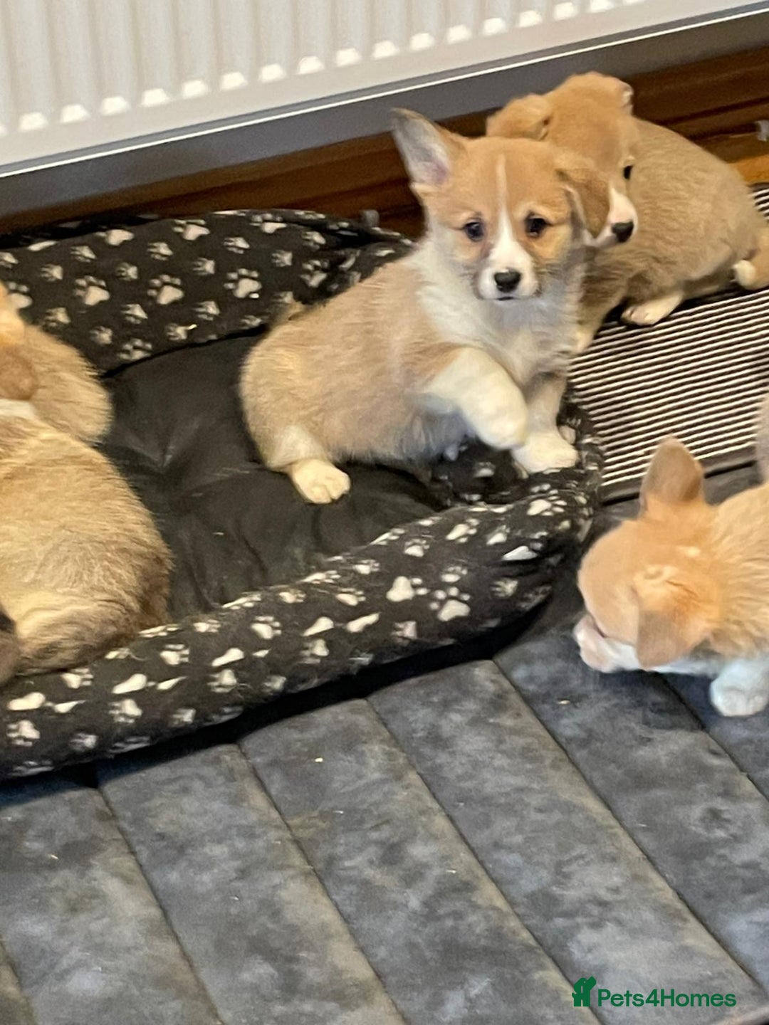 Welsh Corgi Pembroke dogs for sale: KC Registered Pembrokeshire Corgi Puppies - Advert 3