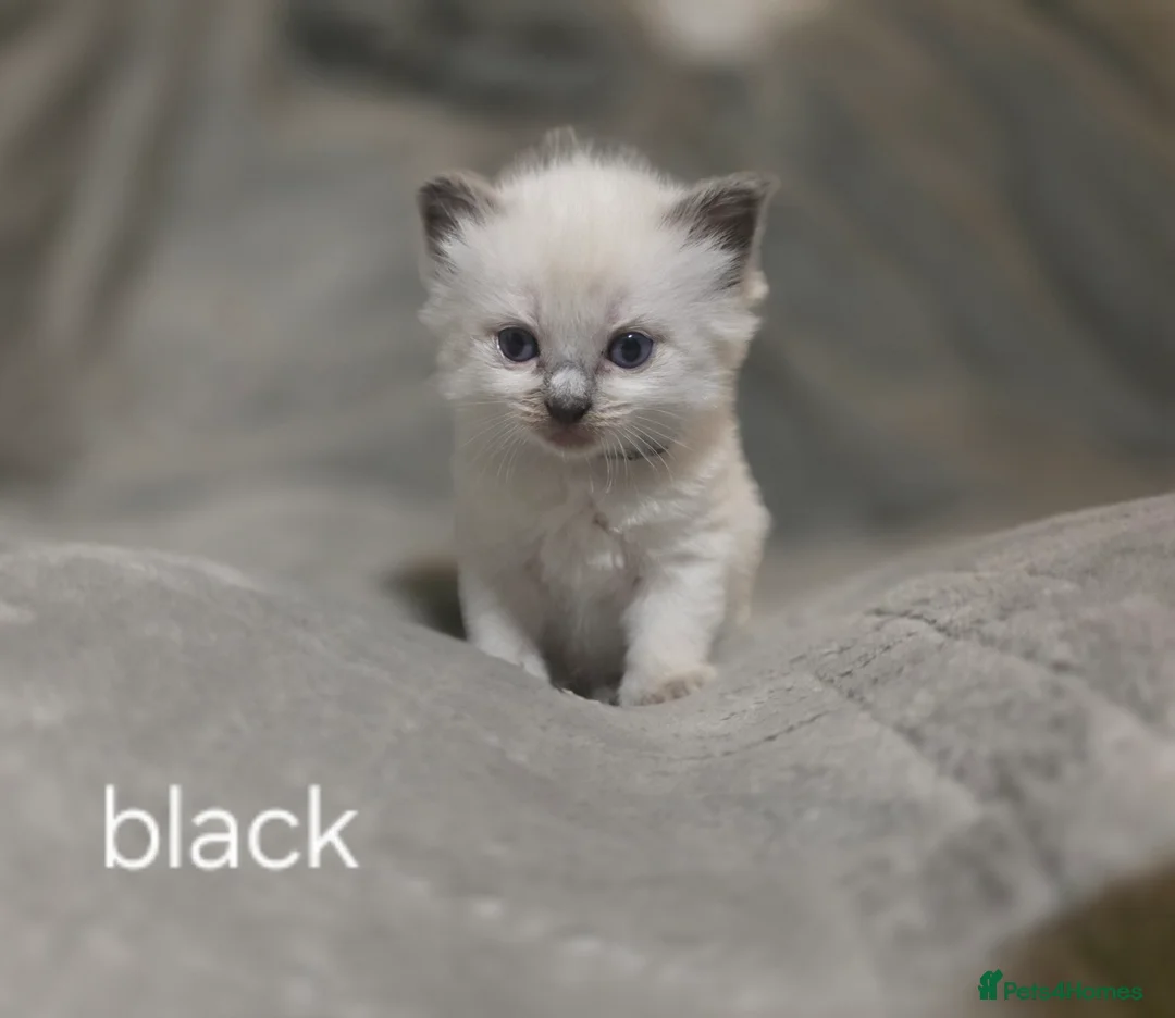 Ragdoll cats for sale: Ragdoll-cotton balls  - Advert 40