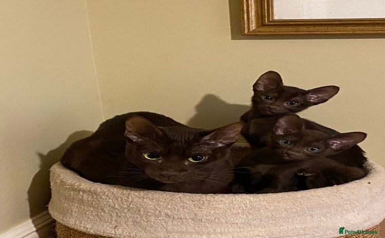 Suffolk cats Suffolk Chocolate Female Kitten - Advert 4