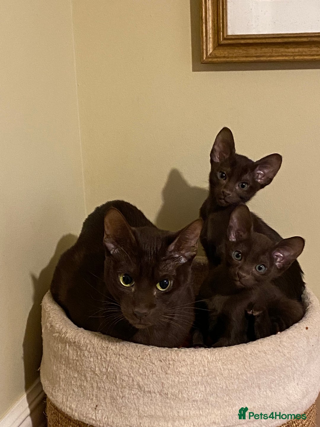 Suffolk cats for sale: Suffolk Chocolate Female Kitten - Advert 1