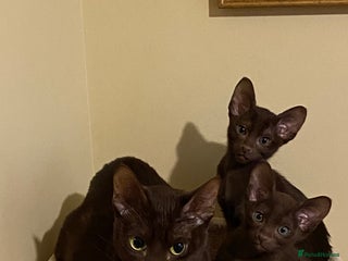 Suffolk cats Suffolk Chocolate Female Kitten - Advert 5