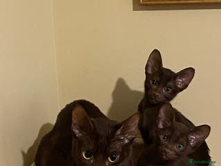 Suffolk cats Suffolk Chocolate Female Kitten - Advert 1