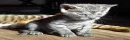 Bengal cats for stud: Unique Black Smoke Bengal stud boy - Advert 19