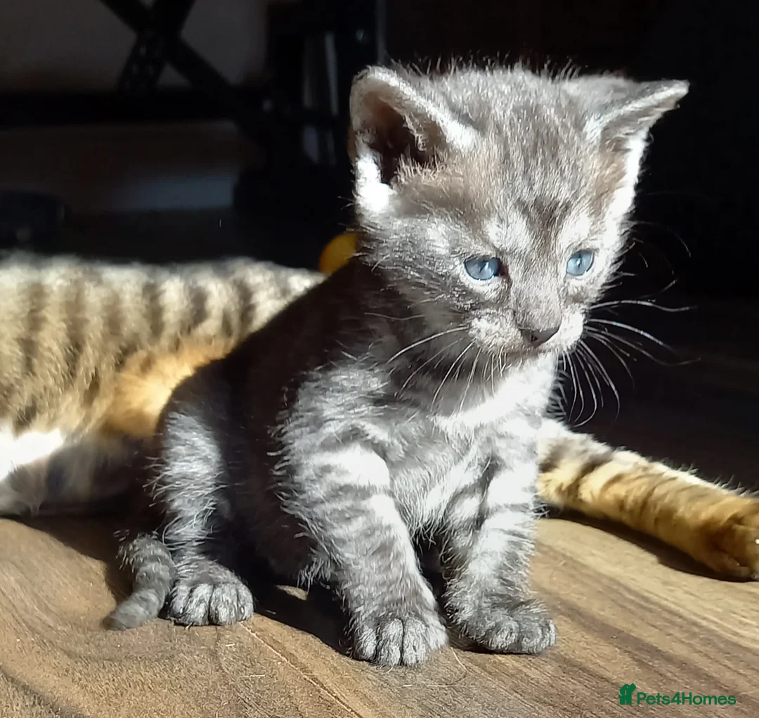 Bengal cats for stud: Unique Black Smoke Bengal stud boy - Advert 19