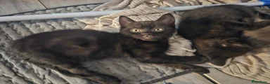 Mixed Breed Kitten 3