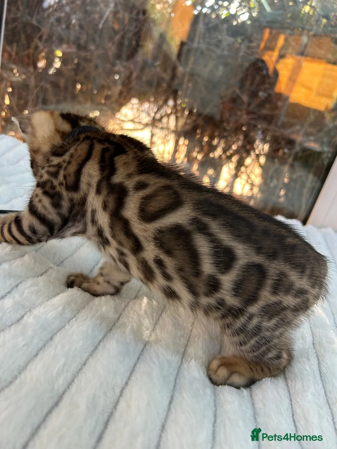 Bengal cats for sale: 💕 GORGEOUS PURE BENGAL KITTENS READY FOR HOMES!  - Advert 1