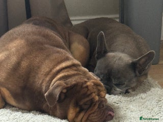 English Bulldog dogs - Advert 1