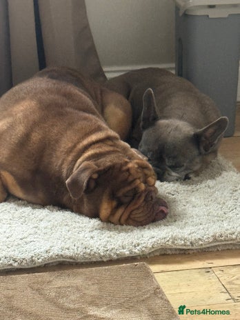 English Bulldog dogs - Advert 2