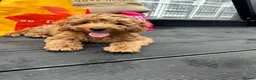 Cockapoo dogs for sale: Beautiful F2 cockapoo  - Advert 15