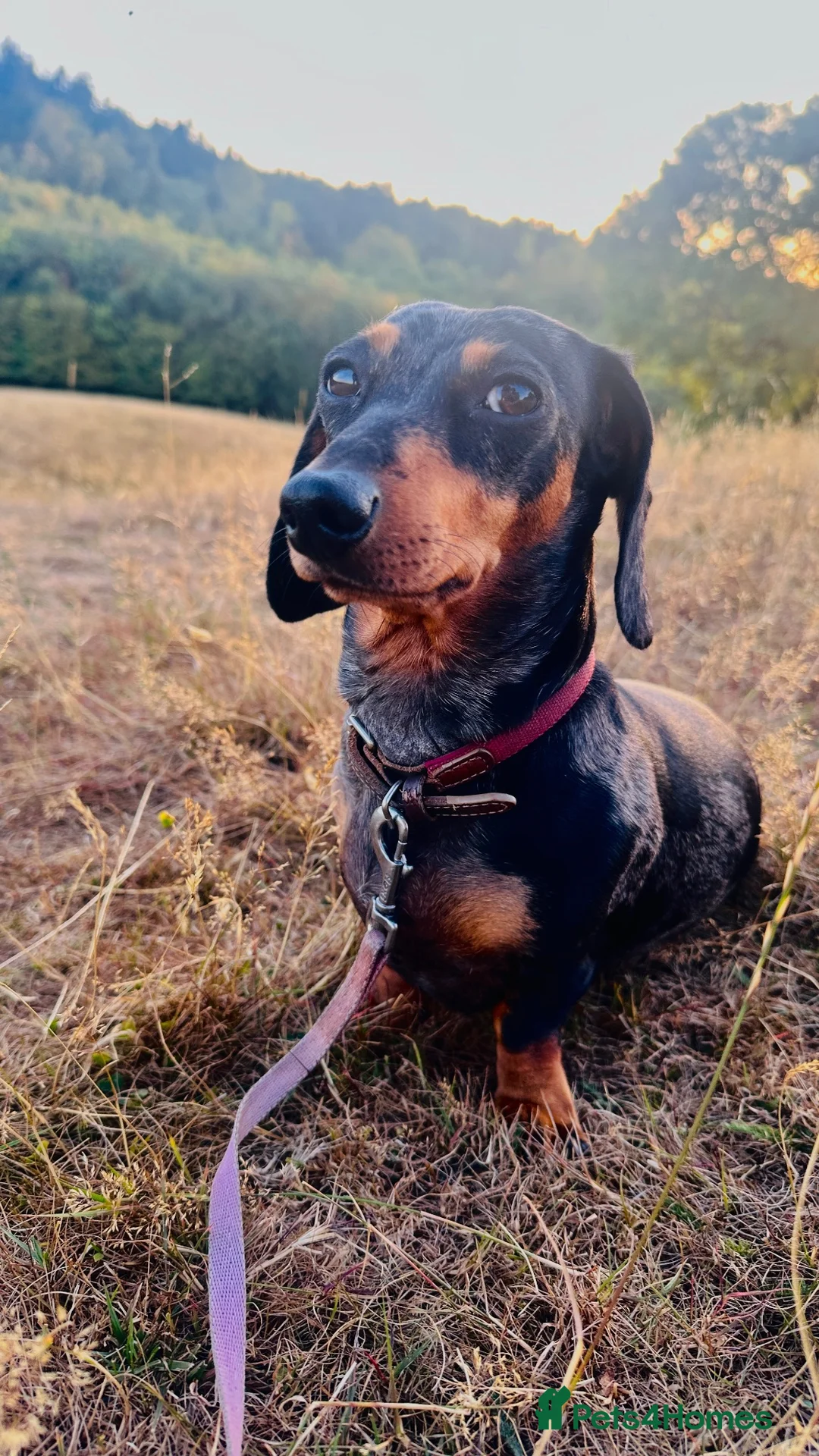 Miniature Dachshund dogs for sale: Silver dapple miniature dachshund in Cowbridge - Advert 2