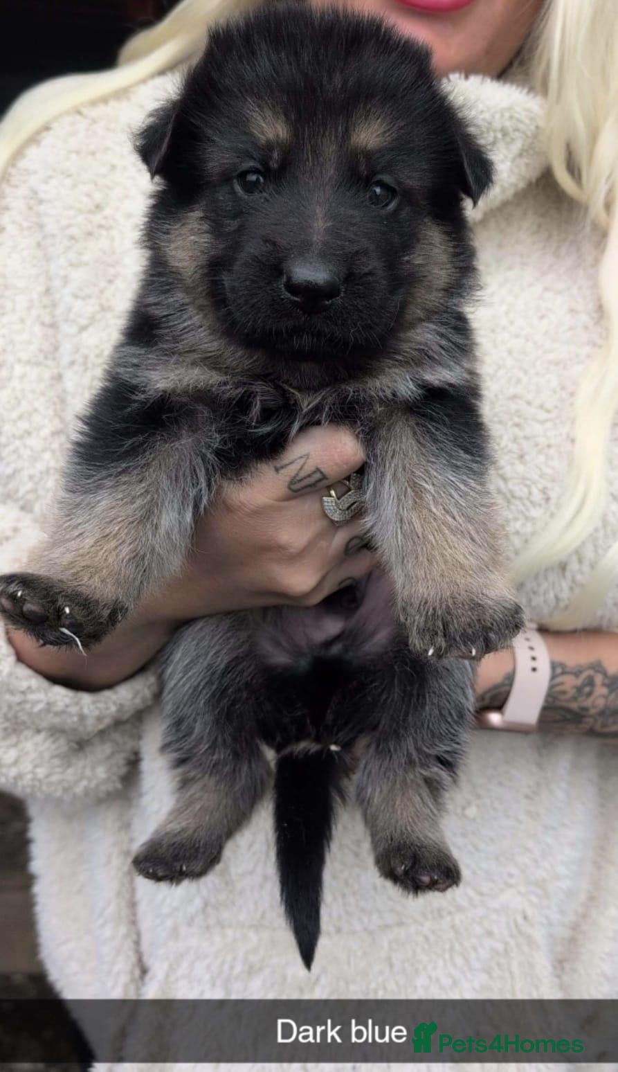 German Shepherd dogs for sale: German shepherd puppies. - Advert 1