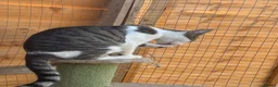 Mixed Breed cats for sale: Norman looking for loving home  - Advert 4