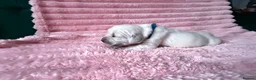 Golden Retriever dogs for sale: Gorgeous Golden Retriever Puppies For Sale - Advert 16