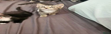 Domestic Shorthair 3
