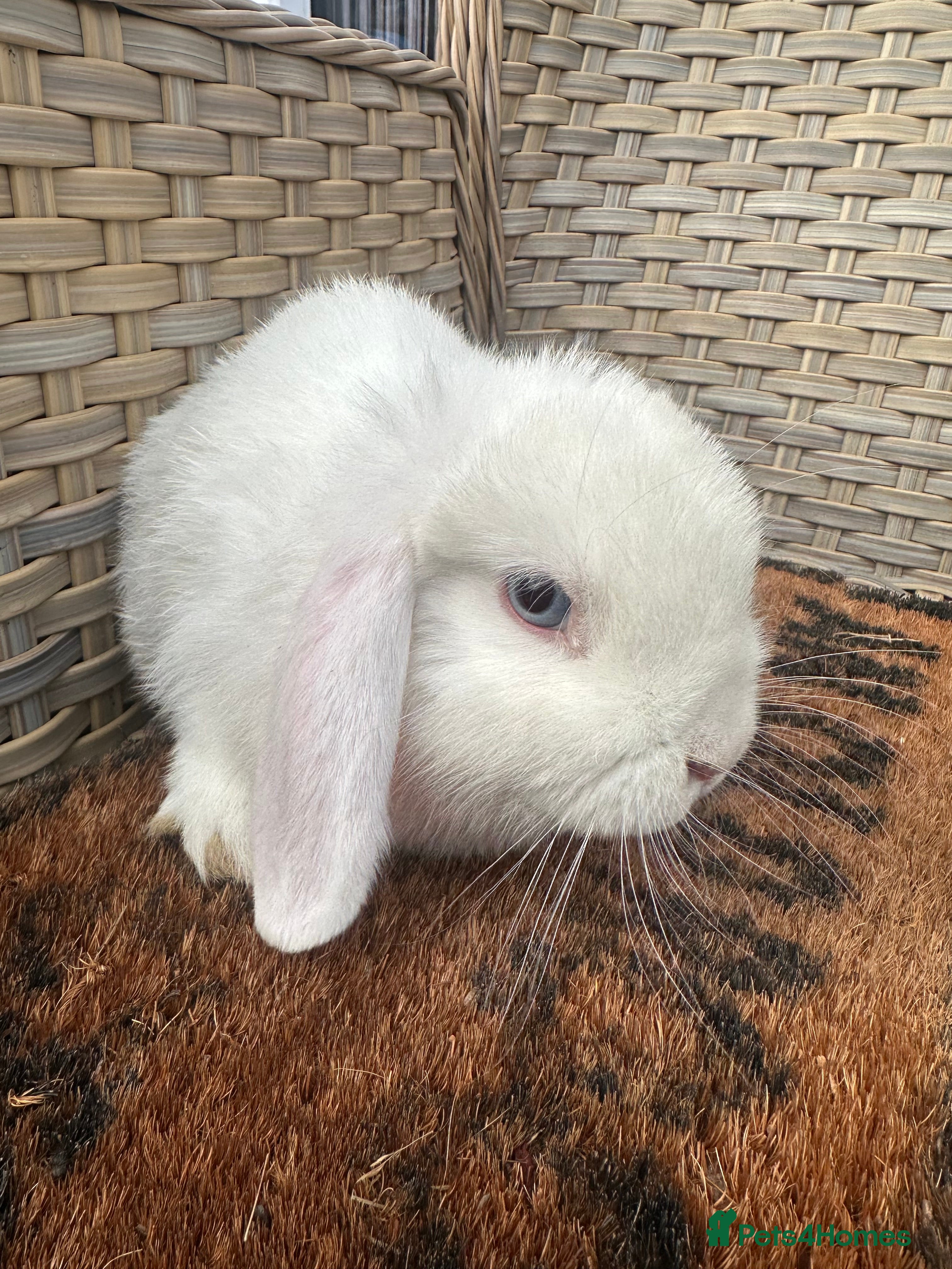 Mini Lop rabbits Last blue eyed white mini lop.. - Advert 11