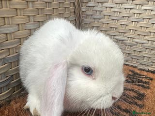 Mini Lop rabbits Last blue eyed white mini lop.. - Advert 11