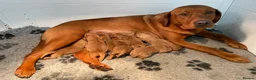 Labrador Retriever dogs for sale: Fox Red Labrador Pups For Sale - Advert 12