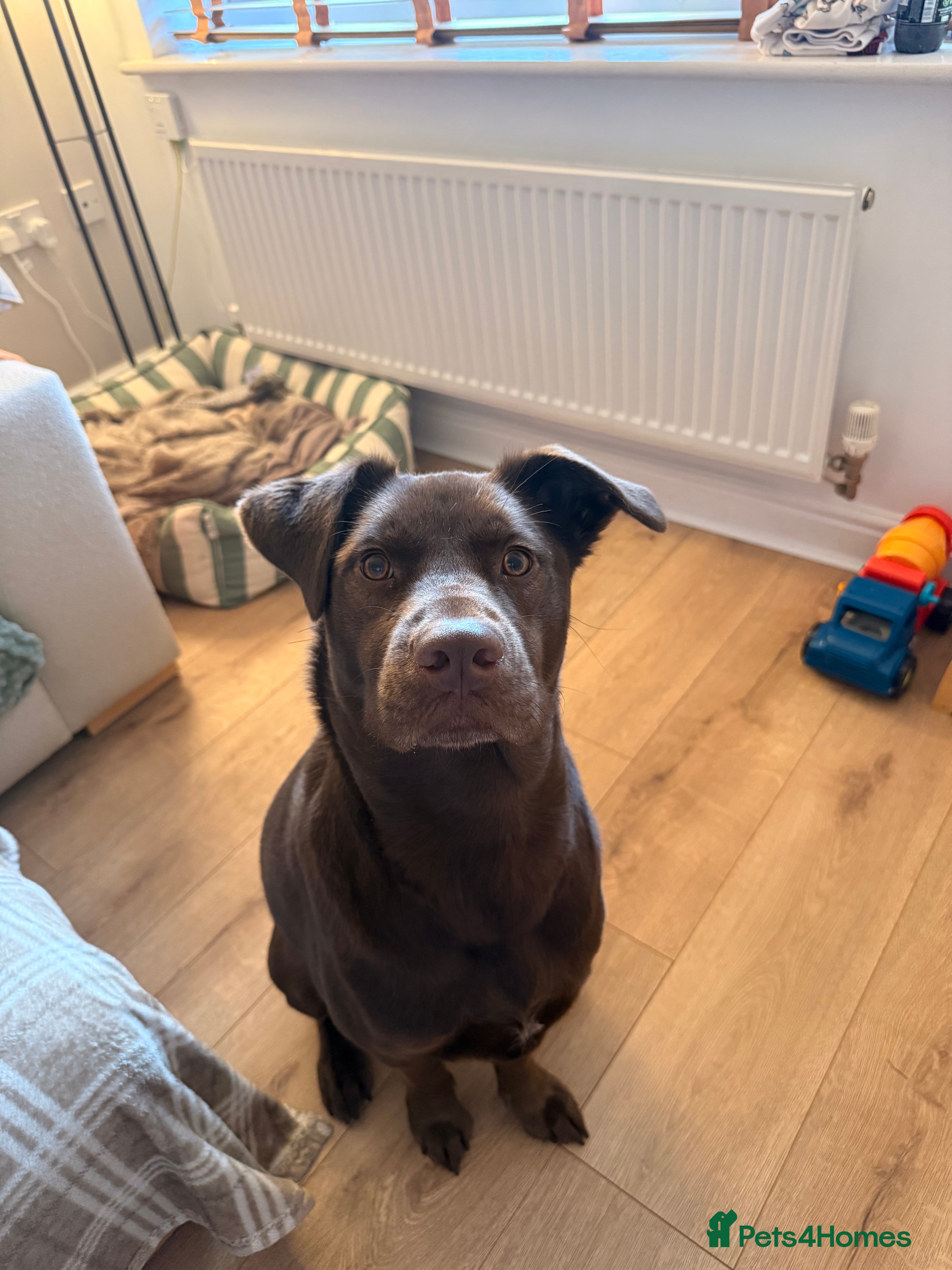 Mixed Breed dogs Hazel  - Advert 1