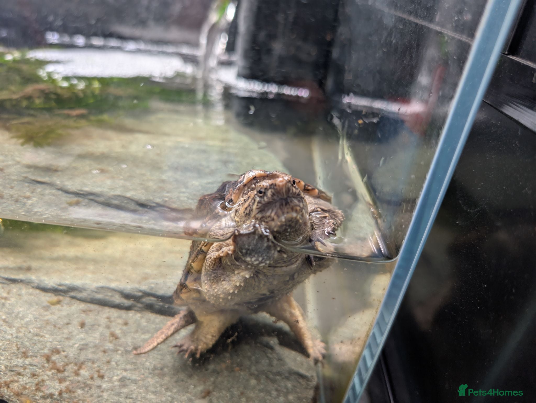 Turtle reptiles Snapping turtle  - Advert 1