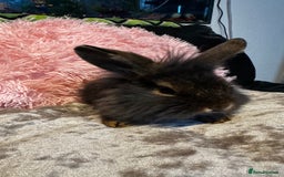 Mixed Breed rabbits for sale: Netherland dwarf and lionhead mixed bunnies - Image 27