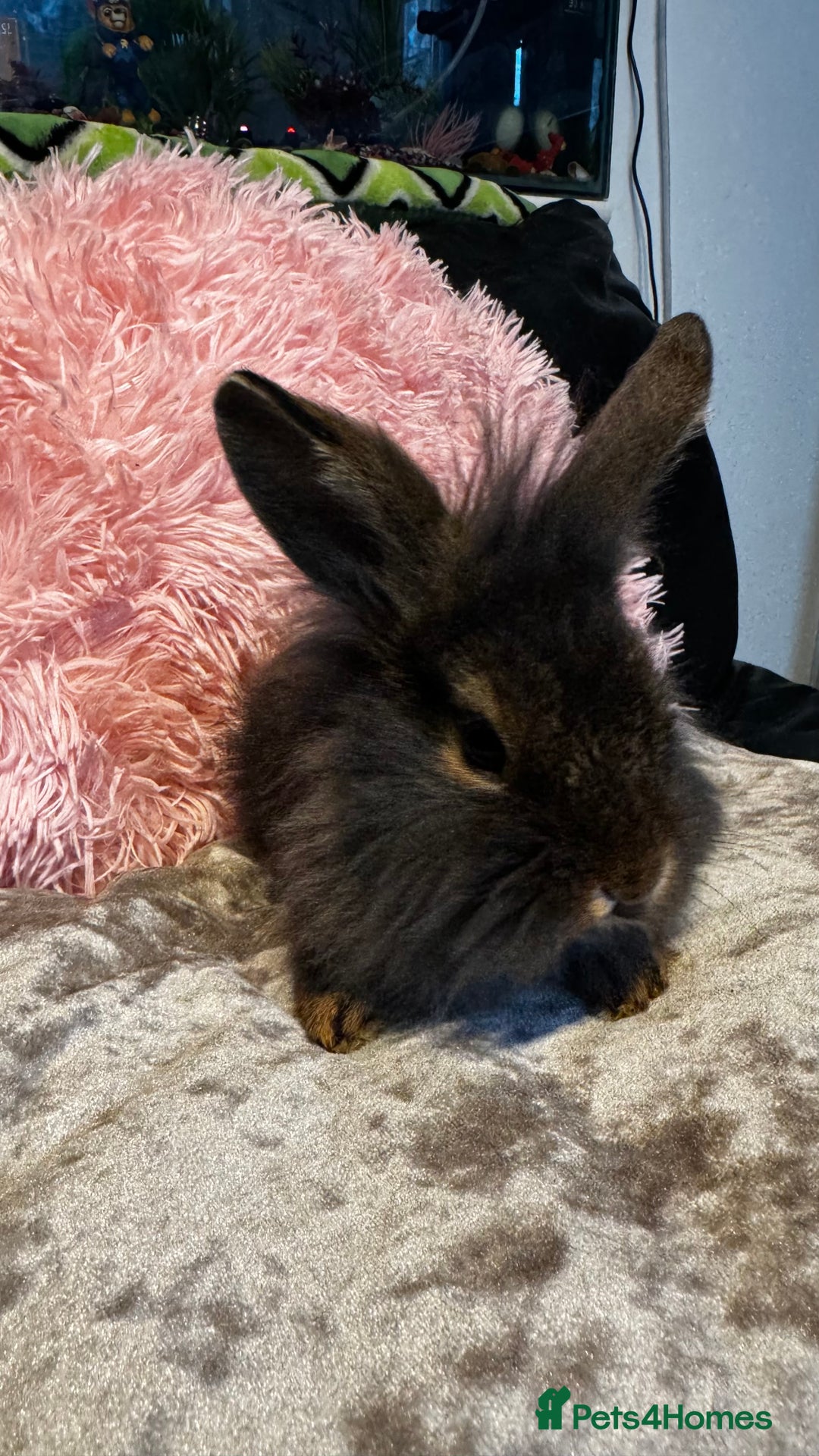 Mixed Breed rabbits for sale: Netherland dwarf and lionhead mixed bunnies - Image 27