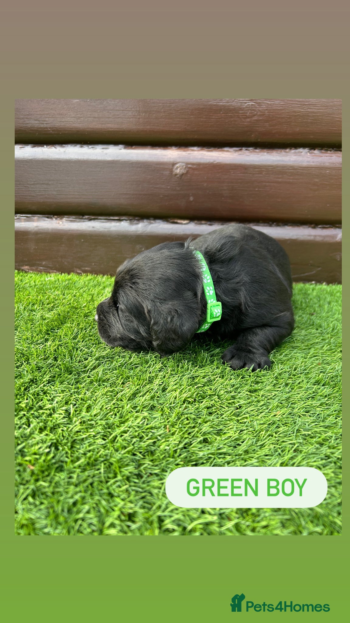 Cockerdor dogs 1 boy left Green boy 6 beautiful cockerdor puppies - Advert 2