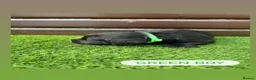 Cockerdor dogs for sale: 6 beautiful cockerdor puppies - Advert 9