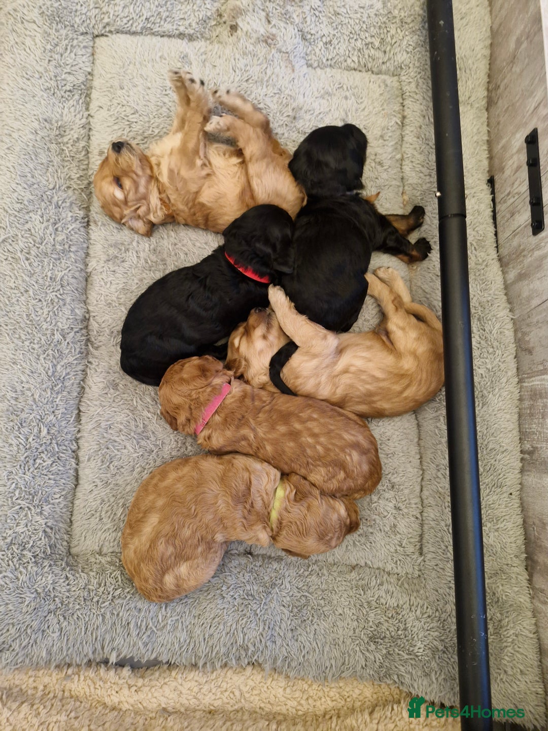 Cockapoo dogs for sale:  F1B COCKAPOO  - Image 8