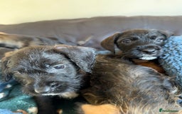 Dachshund dogs for sale: Wire haired dachshund puppies  - Advert 10