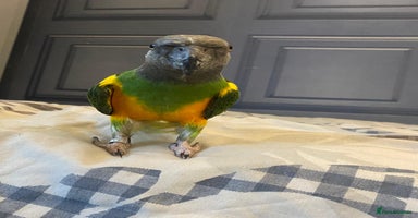 Parrots birds - Advert 14