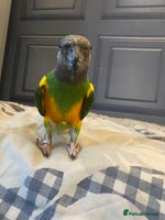 Parrots birds - Advert 6