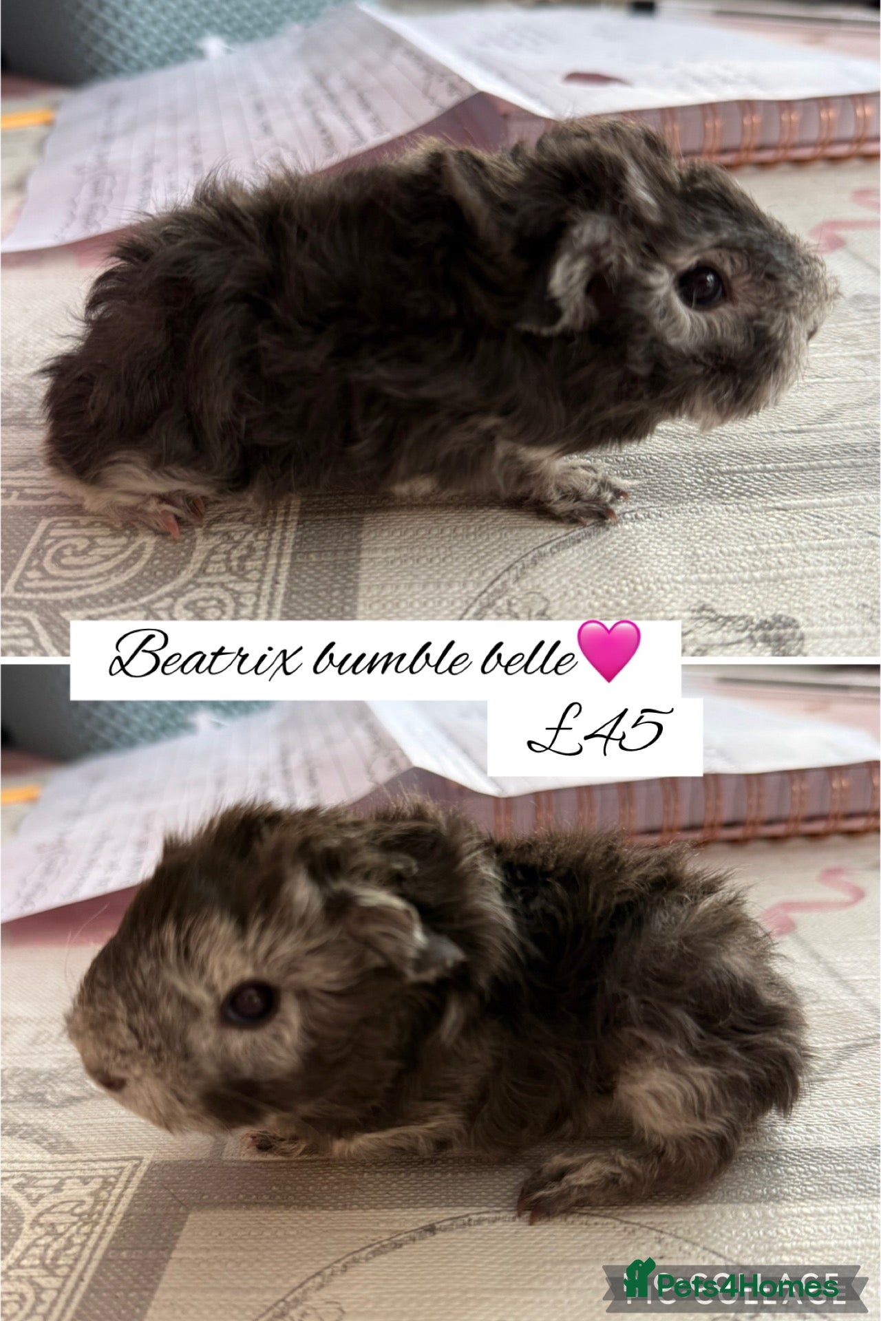 Guinea Pig rodents Pedigree guinea pigs  - Advert 6