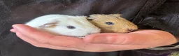 Guinea Pig rodents for sale: Lovely guinea pigs  - Advert 6