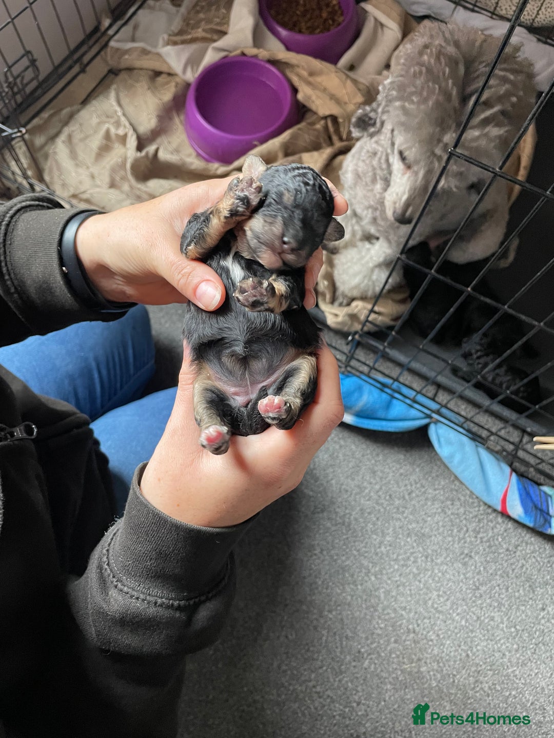 Toy Poodle dogs for sale: Gorgeous KC Toy Poodle Puppies - Image 3