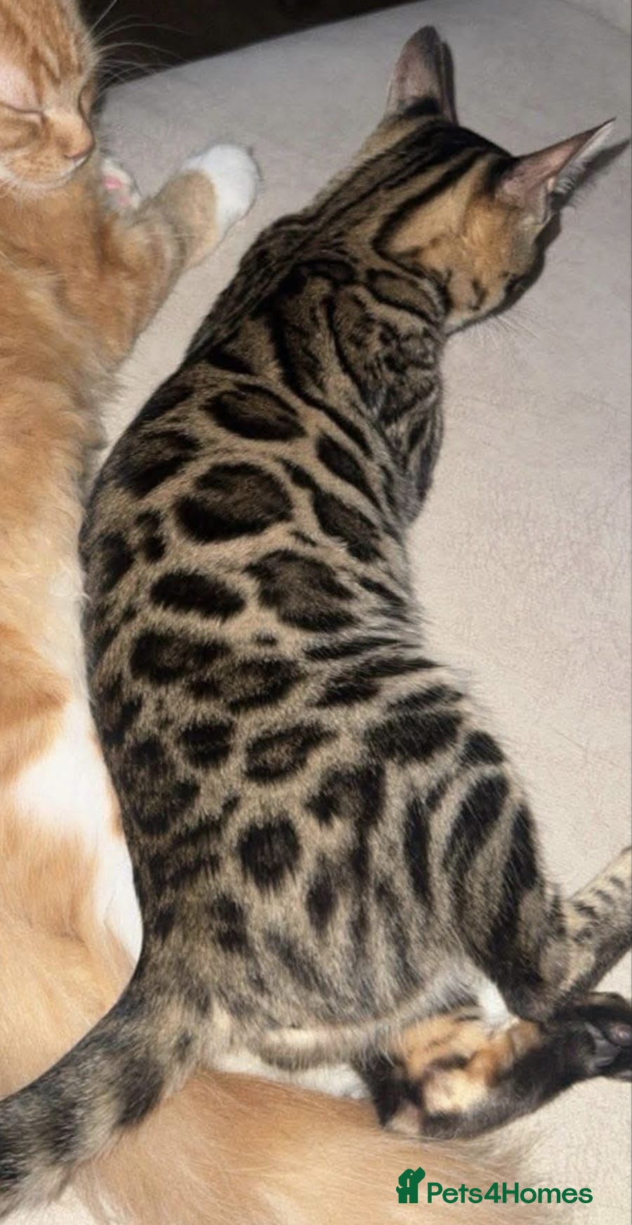 Mixed Breed cats Bengal x Russian Blue kittens - Advert 2