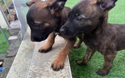 Belgian Shepherd Dog dogs for sale: Belgian malnois x Dutch sheppard puppies - Image 25