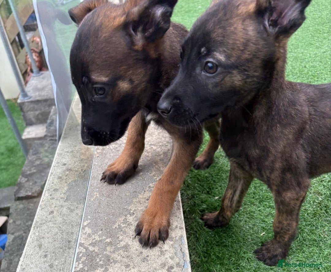 Belgian Shepherd Dog dogs for sale: Belgian malnois x Dutch sheppard puppies - Image 25