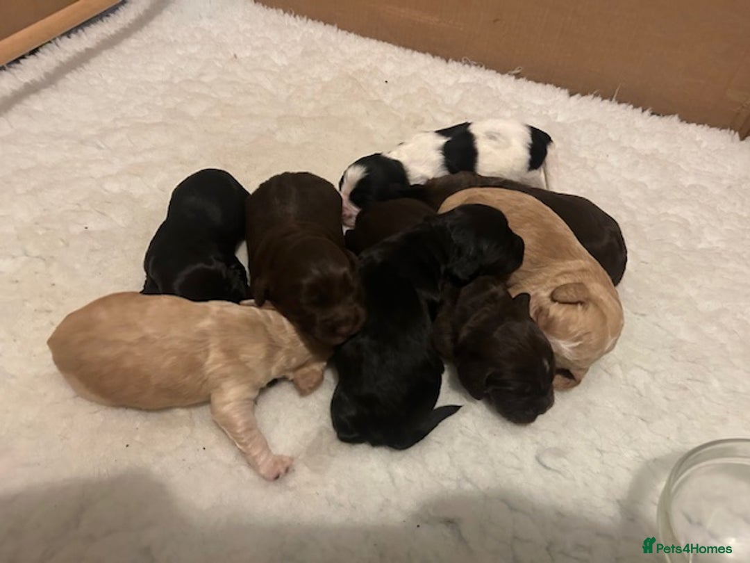 Cocker Spaniel dogs for sale: Working cocker spaniels for sale - Advert 2