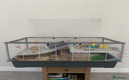 Hamster rodents for sale: Lovely Syrian Hamster  - Image 4